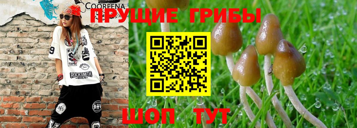 Псилоцибиновые грибы Cubensis  Вход с VPN  Шарыпово 